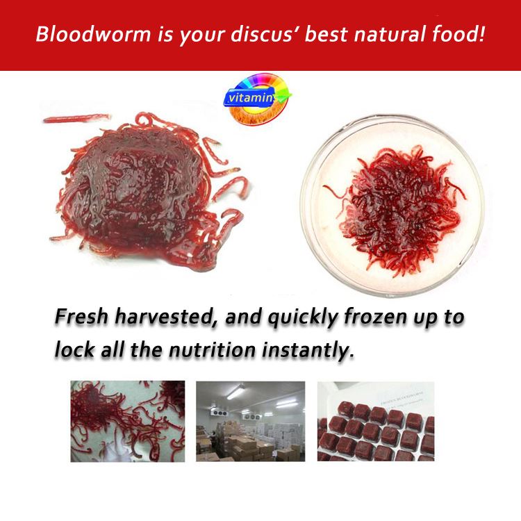 Frozen Bloodworm in water