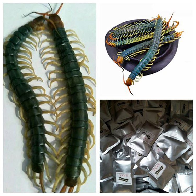 fresh centipede arowana fish food