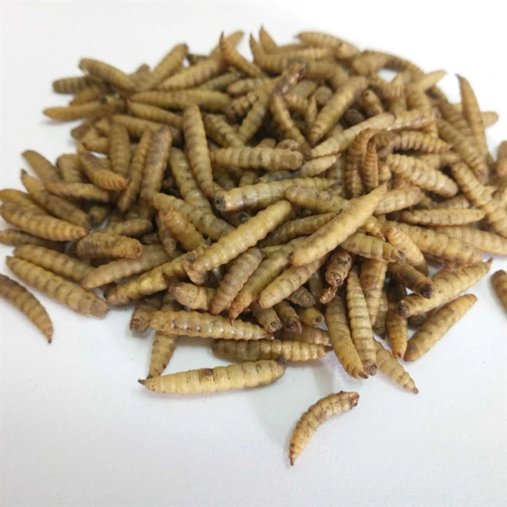 Aqua Plus Microwaved Dried BSF Larvae Animal Food